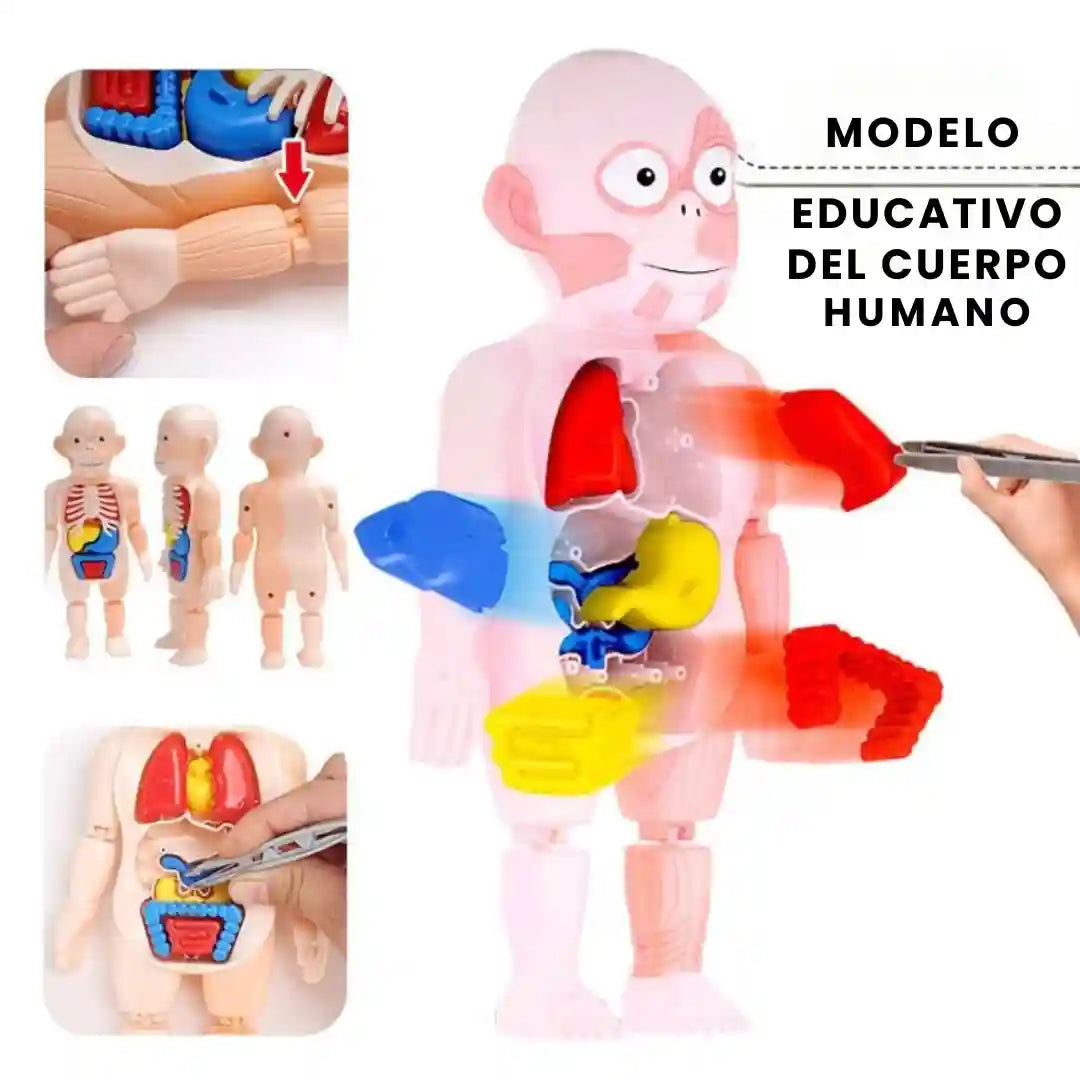 El Mejor Juguete Educativo Del Cuerpo Humano - Para Futuros Medicos🩺