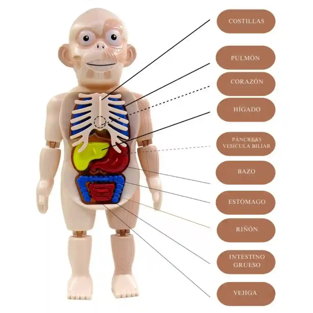 El Mejor Juguete Educativo Del Cuerpo Humano - Para Futuros Medicos🩺