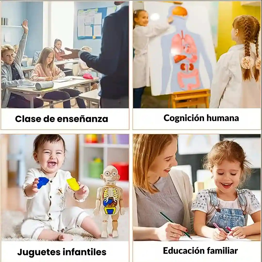 El Mejor Juguete Educativo Del Cuerpo Humano - Para Futuros Medicos🩺